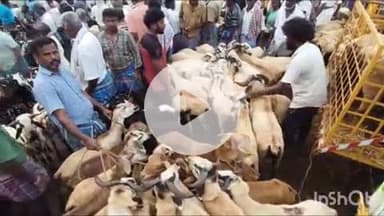 மேலூர்: தீபாவளி பண்டிகை: மேலூரில் களைகட்டிய ஆட்டுச் சந்தை ஒரு கோடிக்கும் அதிகமாக ஆடுகள் விற்பனை