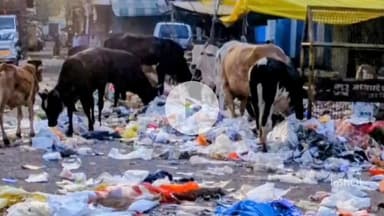 महू: सड़कों पर पशुओं और गंदगी से लोग परेशान, छावनी परिषद का सफाई पर ध्यान नहीं