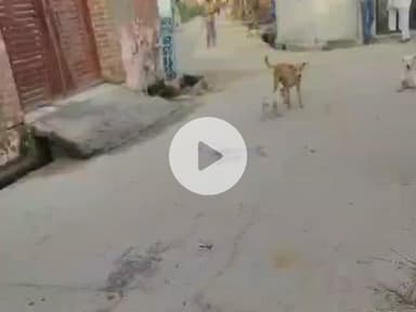 नौगावां सादात: नौगांवा में मछली पालन में इस्तेमाल किया जा रहा अवैध मांस सड़क पर गिरा, लोग परेशान, वीडियो हुआ वायरल