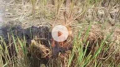 रामपुर: भौंनकपुर गांव के जंगल में एक किसान ने अपने खेत में पराली जलाई, खेत में पराली जलाने का वीडियो सोशल मीडिया पर हुआ वायरल