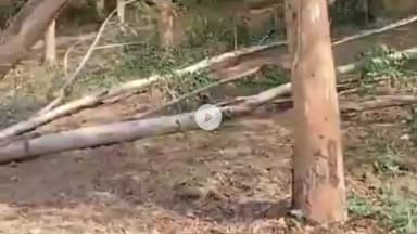 मथुरा: थाना रिफाइनरी क्षेत्र में फिर हुआ पर्यावरण के साथ खिलवाड़, काटे गए हरे पेड़, अधिकारी बेखबर, वीडियो वायरल