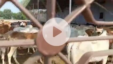 श्योपुर: गौशाला में बंद गायों को लेकर पशुपालक का आक्रोश, वीडियो वायरल, मौके पर पहुंचा प्रशासन