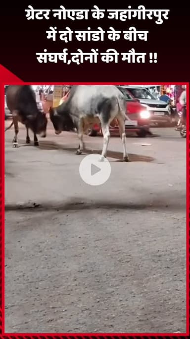 गौतम बुद्ध नगर: ग्रेटर नोएडा के जहांगीरपुर में दो सांडों के बीच संघर्ष, दोनों की हुई मौत