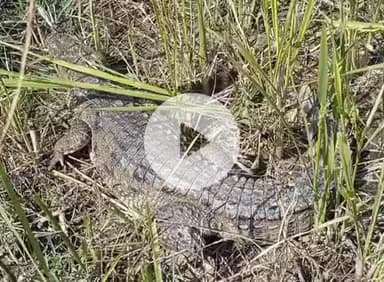 बीसलपुर: करेली थाना क्षेत्र में नदी से निकलकर खेतों तक पहुंचा विशालकाय मगरमच्छ