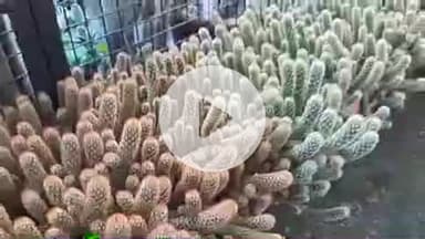 बीसलपुर: शहर के रहने वाले ने हर साल 400 से अधिक कैक्टस प्रजातियों के 2500 पेड़ उगा कर बने कैक्टस मैन