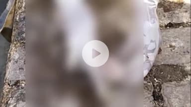 झालरापाटन: झालावाड़ के नया तालाब में मानव भ्रूण मिलने से मची सनसनी, अस्पताल की मोर्चरी में रखा गया भ्रूण