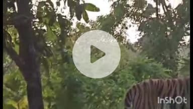 समुद्रपूर: खुर्सापार जंगलात परीसरात दिवसा ढवळ्या वाघाचे दर्शन:वाघाच्या हालचाली