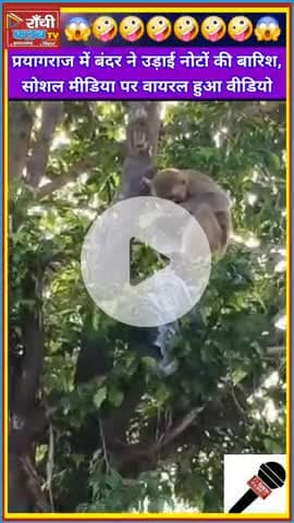 Prayagraj Mein Bandar Ne Barsaye Paise 💸 | नोटों की बारिश से मचा हंगामा | Monkey Viral Video UP

#Prayagraj #Uttar