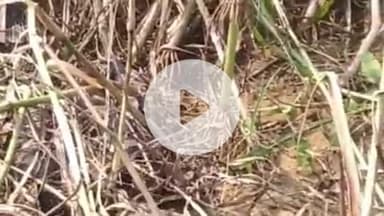 फतेहाबाद: फतेहाबाद के ग्राम धारा में बाजरे के खेत में मिला 8 फीट लंबा अजगर, बनकर्मियों ने जंगल में छोड़ा