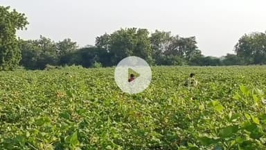 धरमपुरी: धरमपुरी कोर्ट से दुष्कर्म का आरोपी फरार, दीवार फांद जंगल की ओर भागा, इलाके में अफरा-तफरी