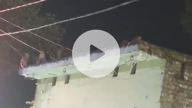 सिराथू: दारानगर में अंधेरा होते ही बंदरों का आतंक शुरू, जिम्मेदारों की लापरवाही से लोग परेशान