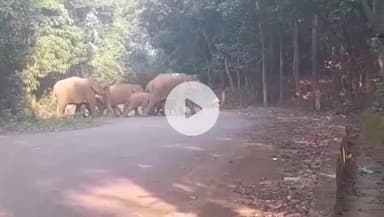 ହରିଚନ୍ଦନପୁର: କେନ୍ଦୁଝର ବନଖଣ୍ଡ ବ୍ରାହ୍ମଣିପାଳ ବନ୍ୟ ପ୍ରାଣୀ ବନାଞ୍ଚଳ ଦୈତାରି ତାରିଣୀ ଗେଟ ନିକଟରେ ୯ ଟିକିଆ ହାତୀ ପଲ ରାସ୍ତାପାର ହେଉଥିବାର ଦୃଶ୍ୟ