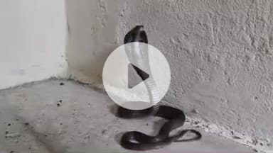 लाडपुरा: कोटा शहर में ब्लैक कोबरा का आतंक, जीएडी कॉलोनी व पासपोर्ट ऑफिस में घुसे कोबरा सांप का स्नेक केचर ने किया रेस्क्यू