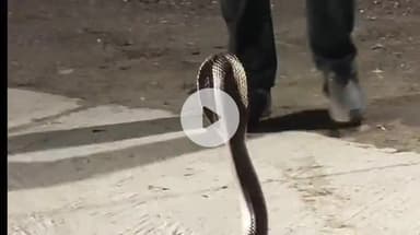 કુતિયાણા: કુતિયાણા પોલીસ લાઈન વિસ્તારમાંથી ઝેરી કોબ્રા સાપનું વાઈલ્ડ લાઈફ વર્કર કુલદીપ જોશી દ્વારા રેસ્ક્યુ કરવામાં આવ્યું