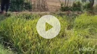 ब्यौहारी: ब्यौहारी के शहर गढ़ में हाथियों का तांडव, खेतों में फसलों को किया बर्बाद