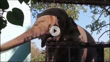 राऊ: इंदौर: चिड़ियाघर का मोती कहीं नहीं जाएगा, हाई पावर कमेटी ने ट्रांसफर रोका, पहले वनतारा में शिफ्ट करने के थे आदेश