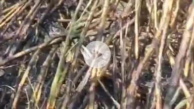 धनौरा: गजरौला में विद्युत लाइन में फॉल्ट से निकली चिंगारी, किसान की खड़ी फसल जलकर हुई राख