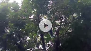 देेेवरिया: देवरिया के धनौती गांव में पेड़ पर चढ़ा ज़हरीला सांप, सर्पमित्र ने दिखाया हौंसला, गांव में राहत की सांस ली गई