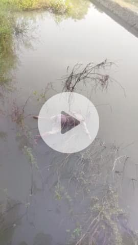 रातू: पाली नदी के किनारे मिली एक युवती की लाश, फैली सनसनी