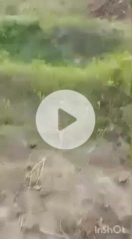 हाथरस: मुरसान के गांव बिशनुदास में खेत में 10 फुट का अजगर निकलने से मचा हड़कंप, लोगों की देखने की लगी होड़, वीडियो वायरल