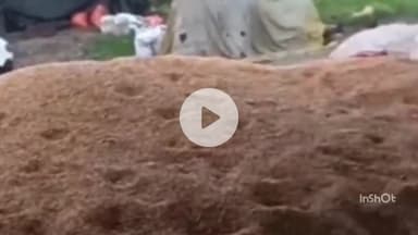 महू: अचानक तेज बारिश से मंडी में रखा अनाज भीगा, व्यापारी हुए चिंतित