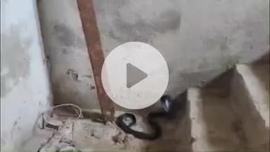 लाडपुरा: गोविंदपुर बावड़ी के एक मकान में आया 5 फीट लंबा कोबरा सांप, पालतू कुत्ते को बचाकर रेस्क्यू कर जंगल में किया आजाद