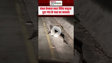 मुरैना की सड़क पर घूमता नजर आया 10 फीट का मगरमच्छ | #viralvideo #ChambalNews #mpnews #crocodile