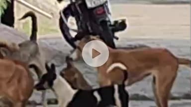 नौगावां सादात: कुत्तों के आतंक से नौगांवा के लोग परेशान, अधिकारियों से उन्हें पकड़वाने की मांग