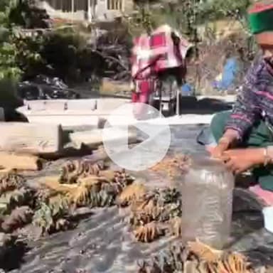 मोरंग: किन्नौर में चिलगोज़े के गिरे दाम, ऊपरी क्षेत्रों में चिलगोज़े के फलों से अलग किया जा रहा चिलगोज़ा