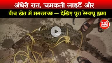 अंधेरी रात, चमकती लाइटें और बीच खेत में मगरमच्छ — देखिए पूरा रेस्क्यू ड्रामा