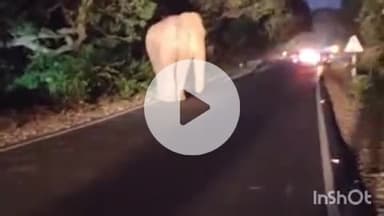 ब्यौहारी: देवलौंद देवझड़ समधिन नदी के पास सड़क पर हाथी खड़ा रहा, लगा लंबा जाम