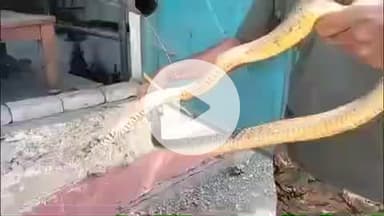 लाडपुरा: किशोर सागर तालाब की पाल पर स्थित पंप हाउस में घुसा 5 फीट लंबा धामण प्रजाति का सांप, स्नेक केचर ने किया रेस्क्यू