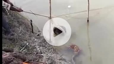 पट्टी: मरियमपुर गांव में नहर में मछली मारने के लिए डाली गई जाल में फंसा विशालकाय अजगर