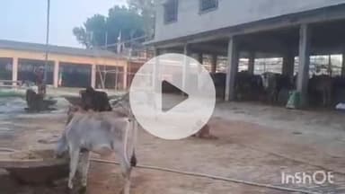 बखरी: बखरी के श्रीकृष्ण गौशाला प्रांगण में गोपाष्टमी महोत्सव की तैयारी जारी, दो दिवसीय दंगल होगा आकर्षण