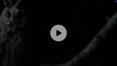 देहरादून: उल्लू की सुरक्षा के लिए वनकर्मी पूरी रात जागेंगे, दीपावली पर शिकार रोकने के लिए विभाग सतर्क