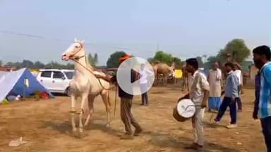 बाह: भिंड से आई हंसिनी घोड़ी ने भांगड़ा नृत्य से बटेश्वर मेले में सबका दिल जीता