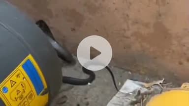 गंगरार: बड़गांव: रीको एरिया में स्थित मार्बल फैक्ट्री में जहरीला सांप निकलने से मचा हड़कंप