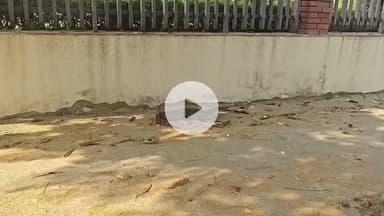 लाडपुरा: कोटा में सड़क पर दौड़ते मगरमच्छ से मचा हड़कंप, स्थानीय लोगों ने किया रेस्क्यू और सुरक्षित छोड़ा नाले में