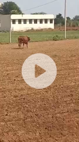 भुसावर: गाँव जसवर में आवारा सांड का आतंक जारी, एक वृद्ध पर किया हमला और चोटिल किया