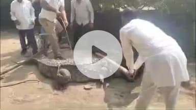 लाडपुरा: उम्मेदगंज गांव के नहर के निकट मिला 11 फीट लंबा मगरमच्छ, लोग दहशत में, वन विभाग की टीम ने किया रेस्क्यू