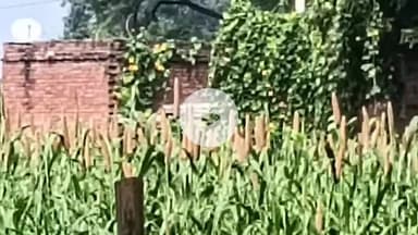 मिर्ज़ापुर: चील थाना क्षेत्र के भोगाव गांव में चोरों ने समरसेबल की चोरी की, परिवार के बाहर रहने पर हुई चोरी