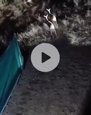 कालापीपल: इमलीखेड़ा में बोमा पद्धति से पकड़े 45 हिरण, मंदसौर के गांधी सागर अभ्यारण में सुरक्षित छोड़े गए