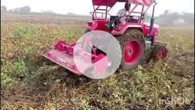 समुद्रपूर: शिवणफळ येथील शेतकऱ्याने ३ एकरातील सोयाबीनचे उभे पिक ट्रॅक्टर हाकलून केले जमिनदोस्त: १ लाख रुपयांचे नुकसान