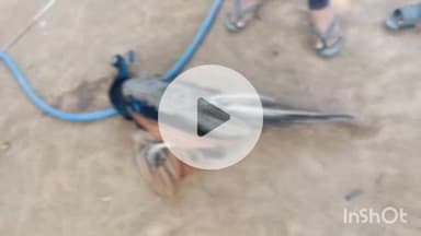 बिधूना: ऐरवाकटरा क्षेत्र के हरचंदापुर गांव में राष्ट्रीय पक्षी मोर की हुई मौत