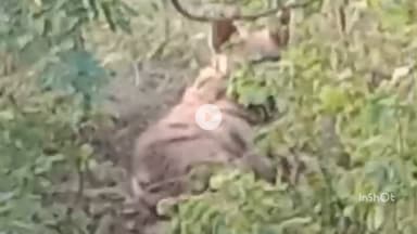 महू मानपुर रेंज में अज्ञात वाहन ने जंगली जानवर जरक को मारी टक्कर, जरक गंभीर घायल