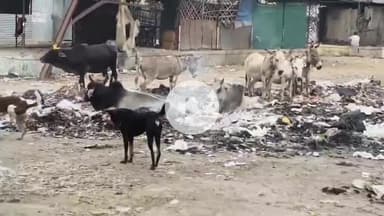 बीना: नई सब्जी मंडी में नगर पालिका कचरा कंपनी लगा रही कचरे का ढेर, आग से पर्यावरण दूषित, मवेशियों पर खतरा