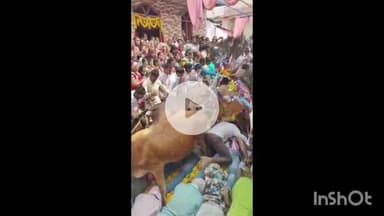 सरदारपुर: सरदारपुर में परंपरागत गाय गोहरी पर्व का आयोजन, मन्नतधारियों के ऊपर से गुजरी सैकड़ों गाय