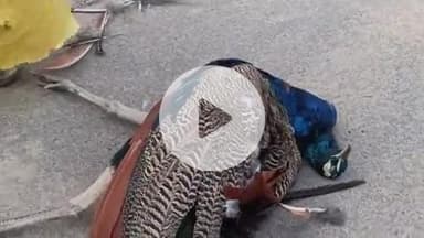 फतेहाबाद: आगरा लखनऊ एक्सप्रेसवे पर अज्ञात वाहन की टक्कर से राष्ट्रीय पक्षी मोर की हुई मौत, वन विभाग ने शव को लिया कब्जे में