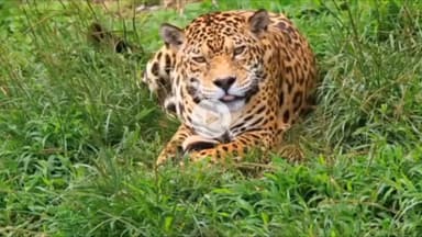 बिचौली हप्सी: इंदौर के रालामंडल के पास तेंदुए का मूवमेंट, रिहायशी इलाकों में दहशत