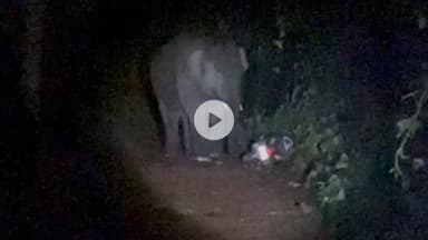 दोडामार्ग: सिंधुदुर्ग जिल्ह्यात 'ओंकार' हत्तीचा धुमाकूळ,दुचाकी पाय ठेवून चिरडून टाकली; व्हिडीओ व्हायरल